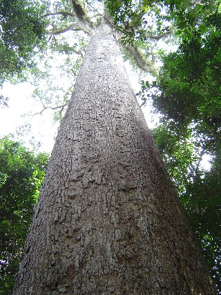 Biggest Tree